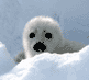 Melting Ice Threatens Harp Seals