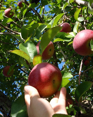 Apple picking_Flickr