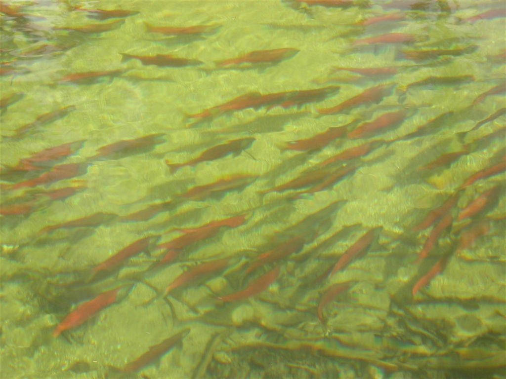 Salmon at murtle lake in the B.C. interior. Photo: Turbona/Flickr