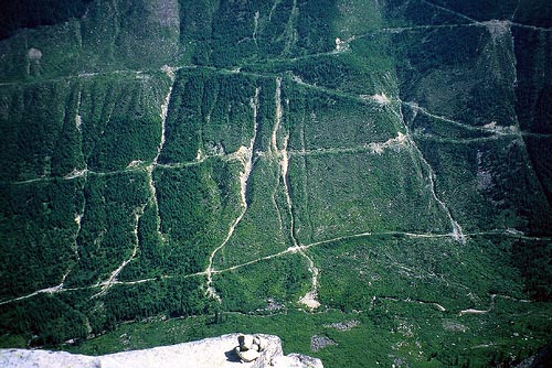 Clearcut forest in British Columbia. Photo: Dru!/Flickr