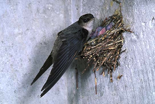 A Chimney Swift at its nest.