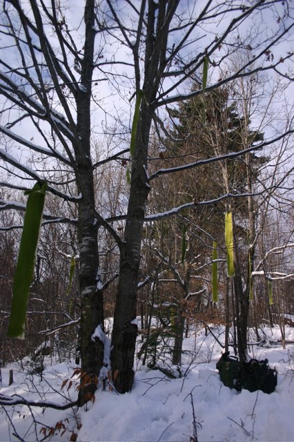 Green ribbon tree