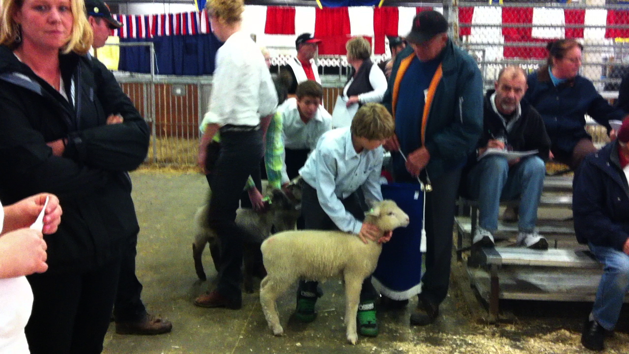 Baby lamb No. 200 stumbles and baa's at (Un)Royal (Un)Fair's slave auction