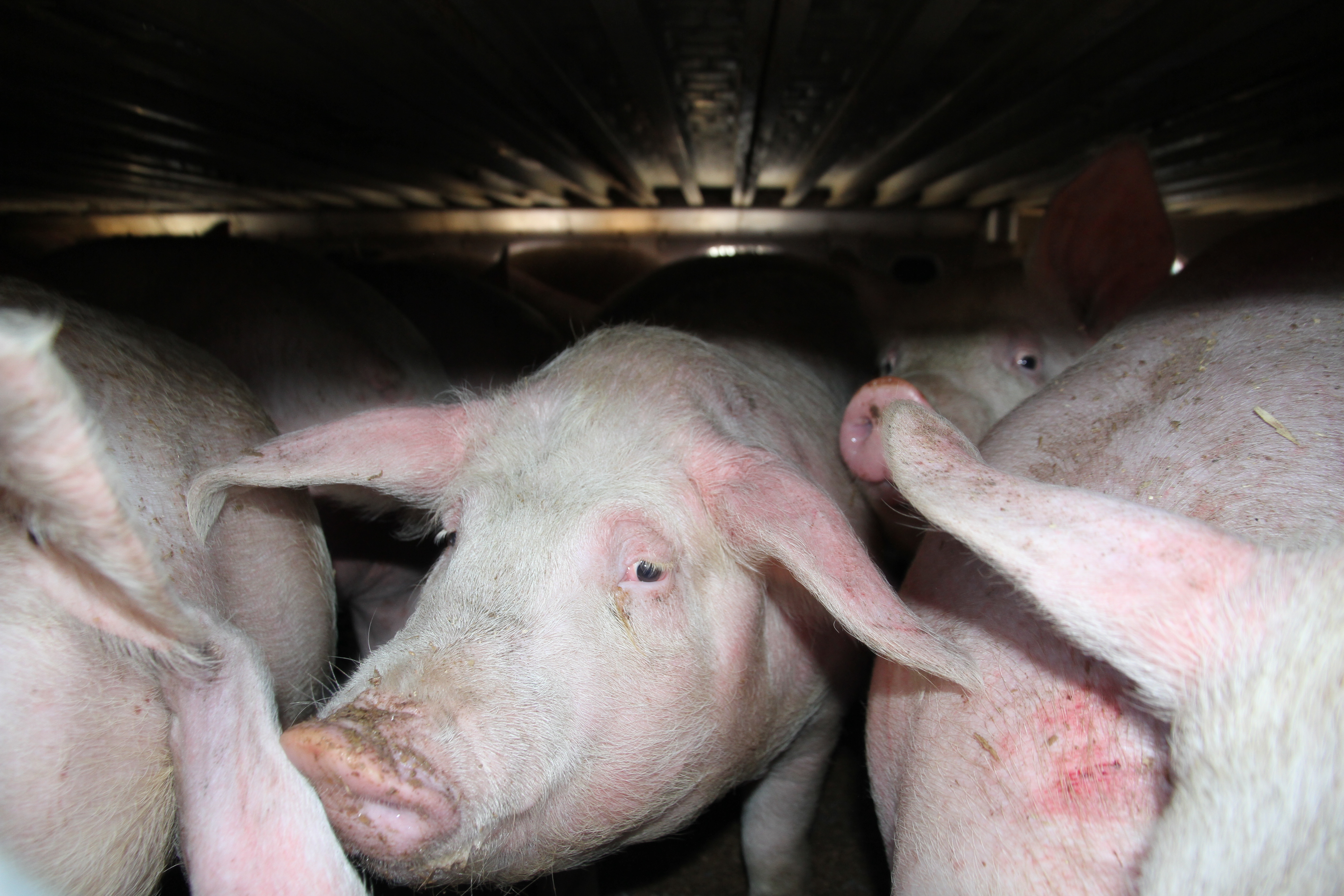 Confrontation at Quality Meat Packers over frost-bitten pigs
