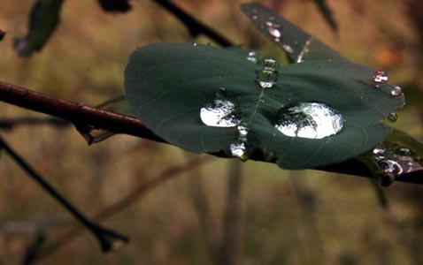 Water droplets on leaves.