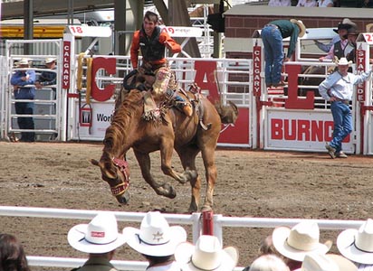 It is too early to tell whether this year's rodeo will result in animal deaths, but activists are already protesting outside Stampede grounds. Photo: Michael Kwan/Flickr