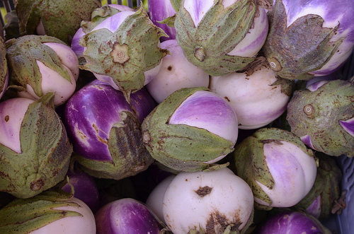 Rosa Bianca eggplants. Photo: Suzies Farm