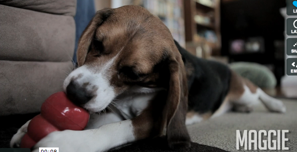 Maggie's story: a beagle rescued from animal research