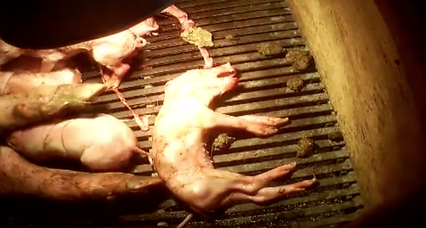 Harling Farm exposed: inside the British pork industry