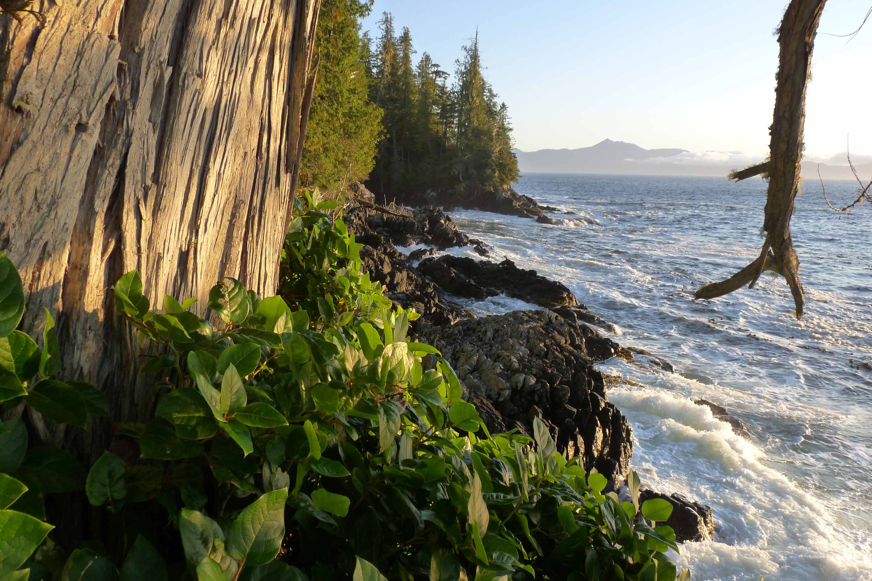 Photo: Jens Wieting; Tree with ocean