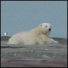 Polar Bear Killing Prompts Rage