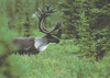 U.S. oil company endangers Alberta caribou