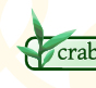 crabgrass