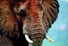 Ebay bans elephant ivory