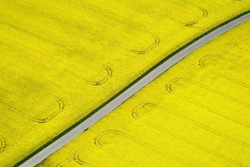 flowering canola fields klaus leidorf