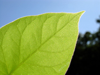 Green leaf. Photo: epSos .de/Flickr