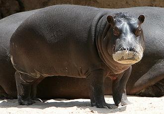 hippo