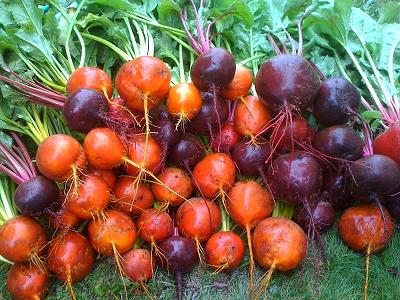 Beets. Photo: Inner City Farms