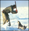 Canada Shamed Over Seal Hunt