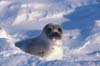 Belgium first to ban seal