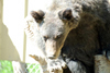 Orphaned grizzly bears released back into the wild