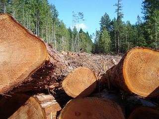 Logging on Texada Island, B.C. Photo: d∂wn/Flickr