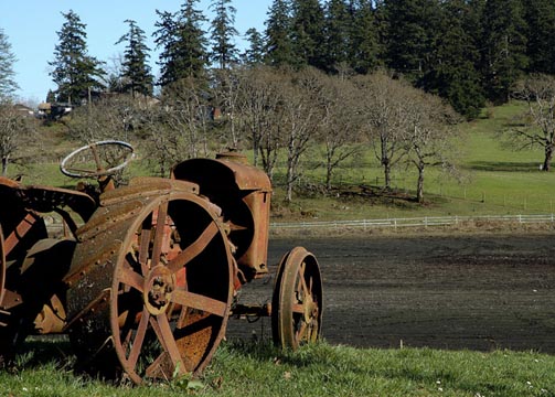 Out to pasture. Photo: Austin Henry