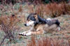 Kill BCâe(TM)s predator control program not wolves