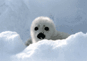 Hope for Harp Seals - Maybe, Later