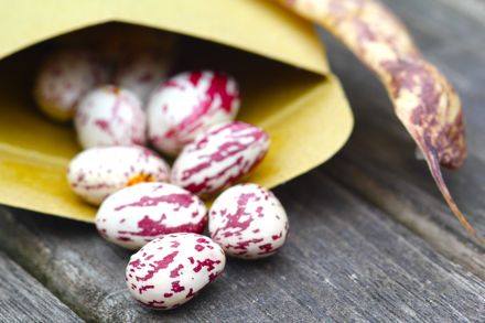 seed saving