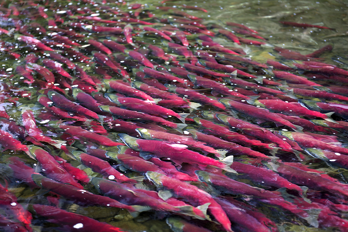 sockeye-school_N3C7960_web