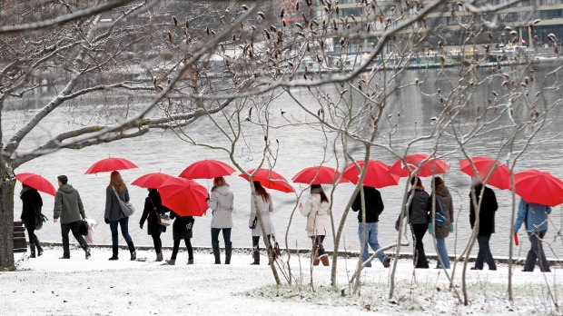 Red medicare umbrellas in Victoria, January 16, 2012.