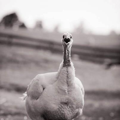 True meaning of Thanksgiving: meet Hildy at Farm Sanctuary
