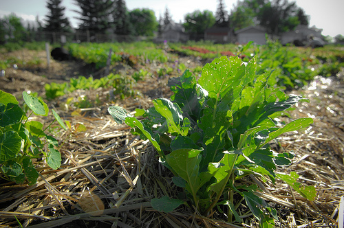 An urban garden in Calgary. (Photo:  ItzaFineDay / flickr)