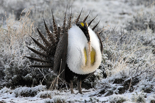 sage_grouse