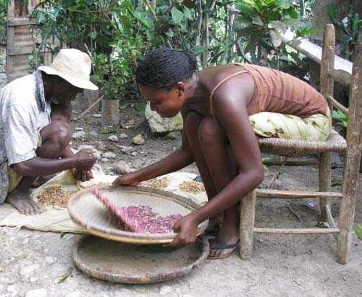 cleaning_a_meagre_bean_crop_photo_beverly_bell