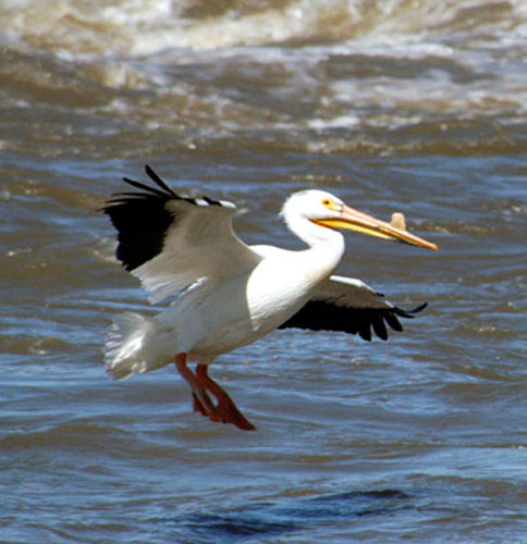 American White Pelican (Pelecanus erythrorhynchos) feeding on the Slave River at