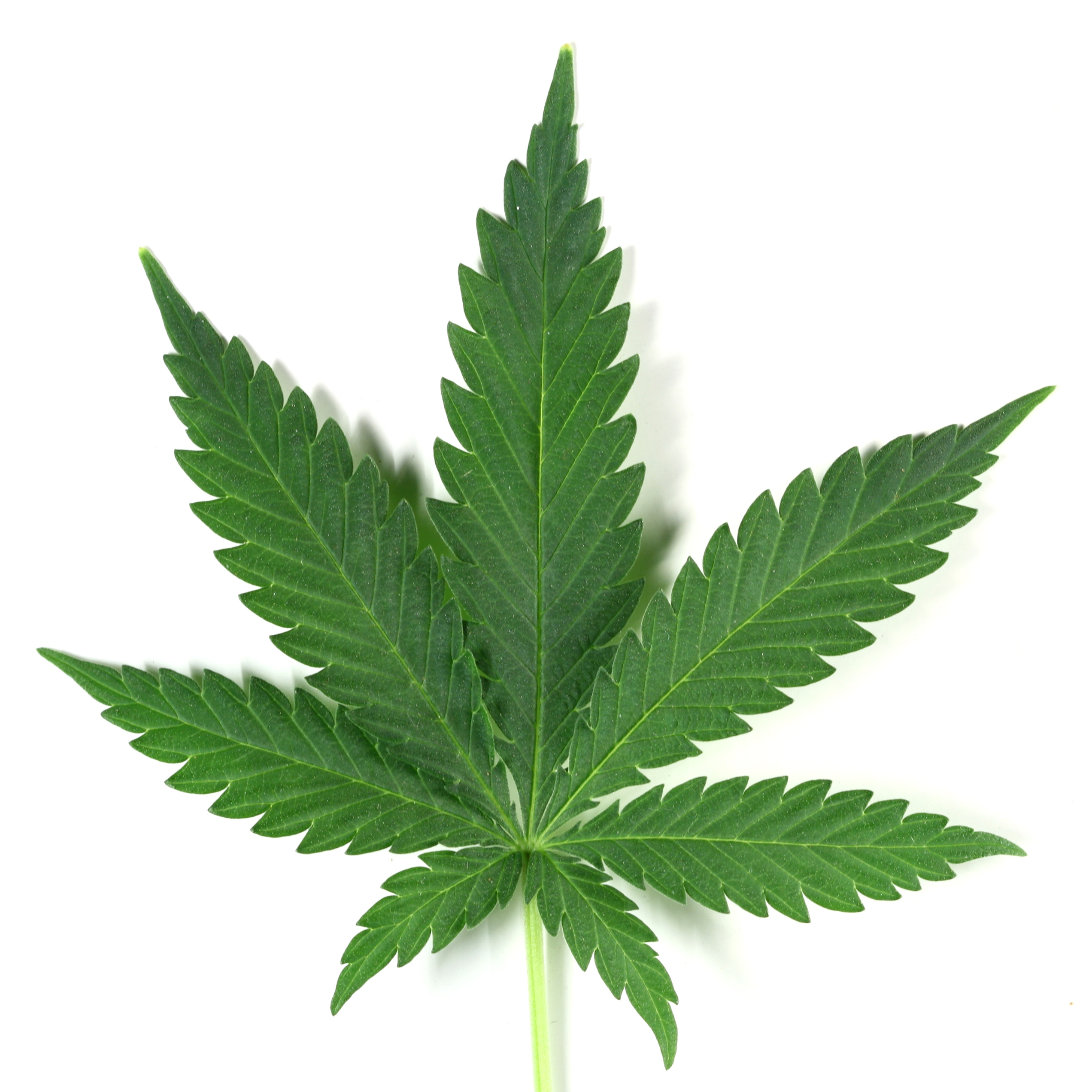 marijuana-leaf