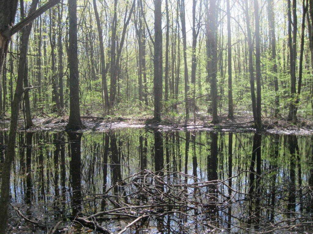 Niagara wetlands