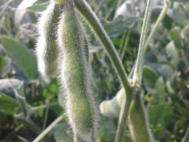 soybean