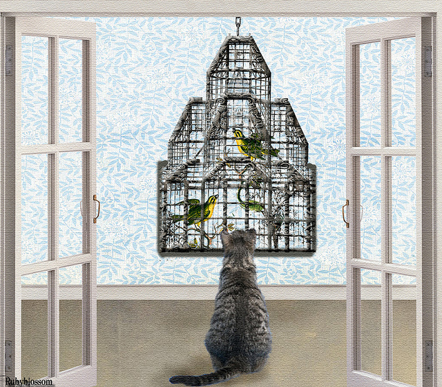 cat_birds_cage_0