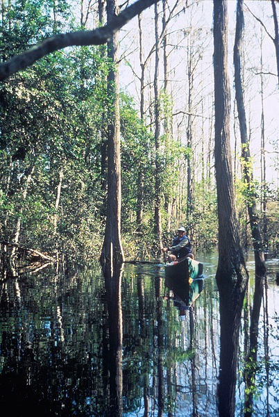 swamp1