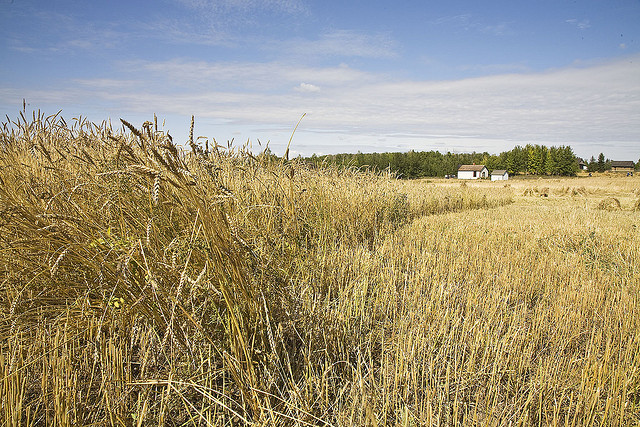 Photo: flickr/"Grain fields" by Richard Taylor