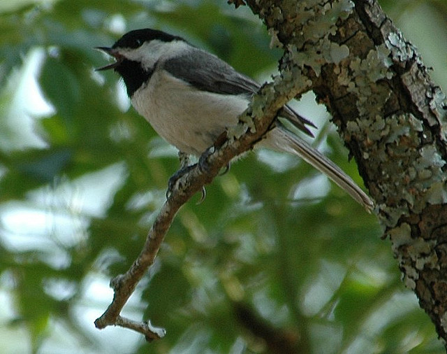 chickadee