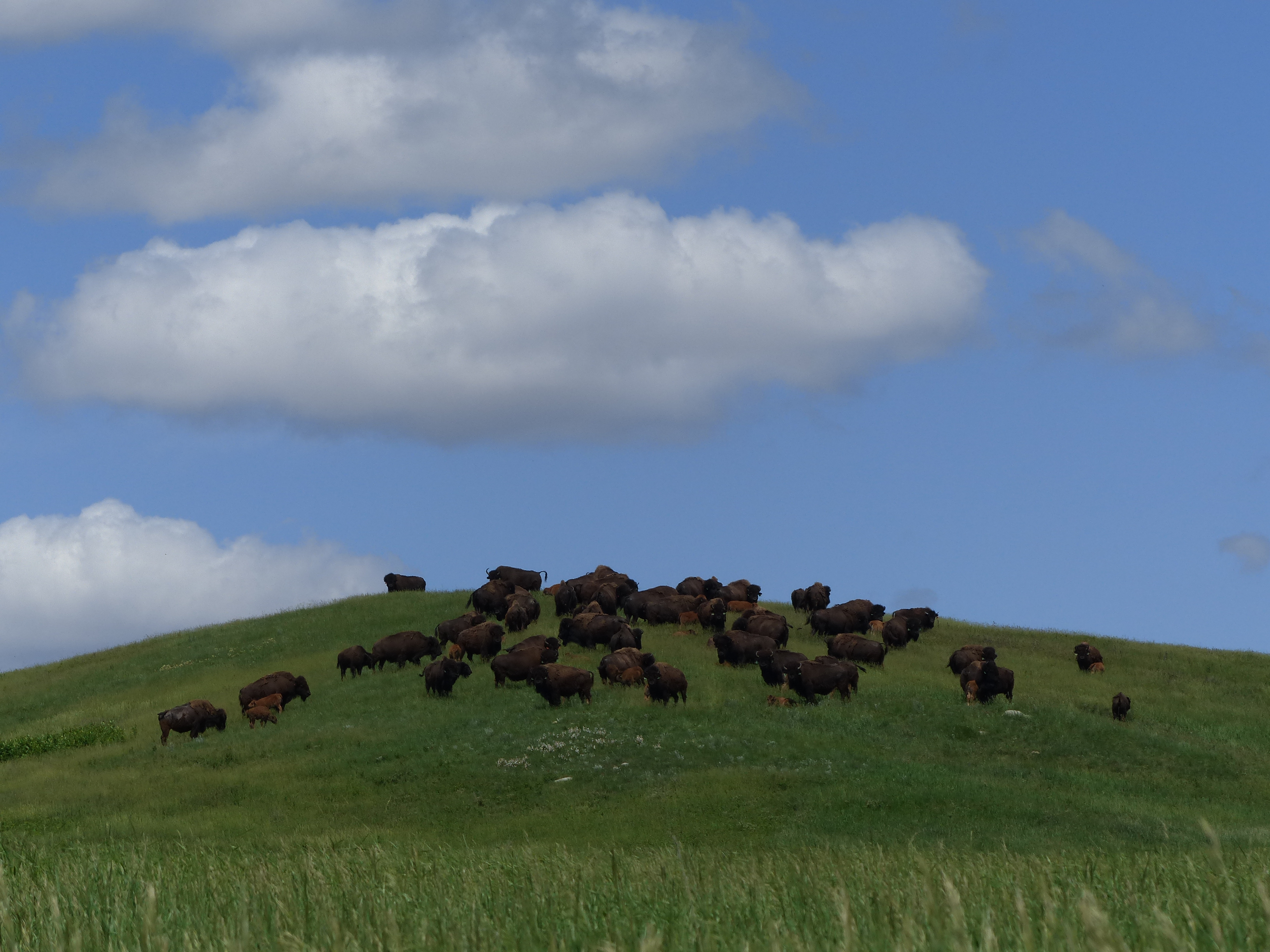 A herd of buffalo at  Arrowwood National Wildlife Reserve, North Dakota.