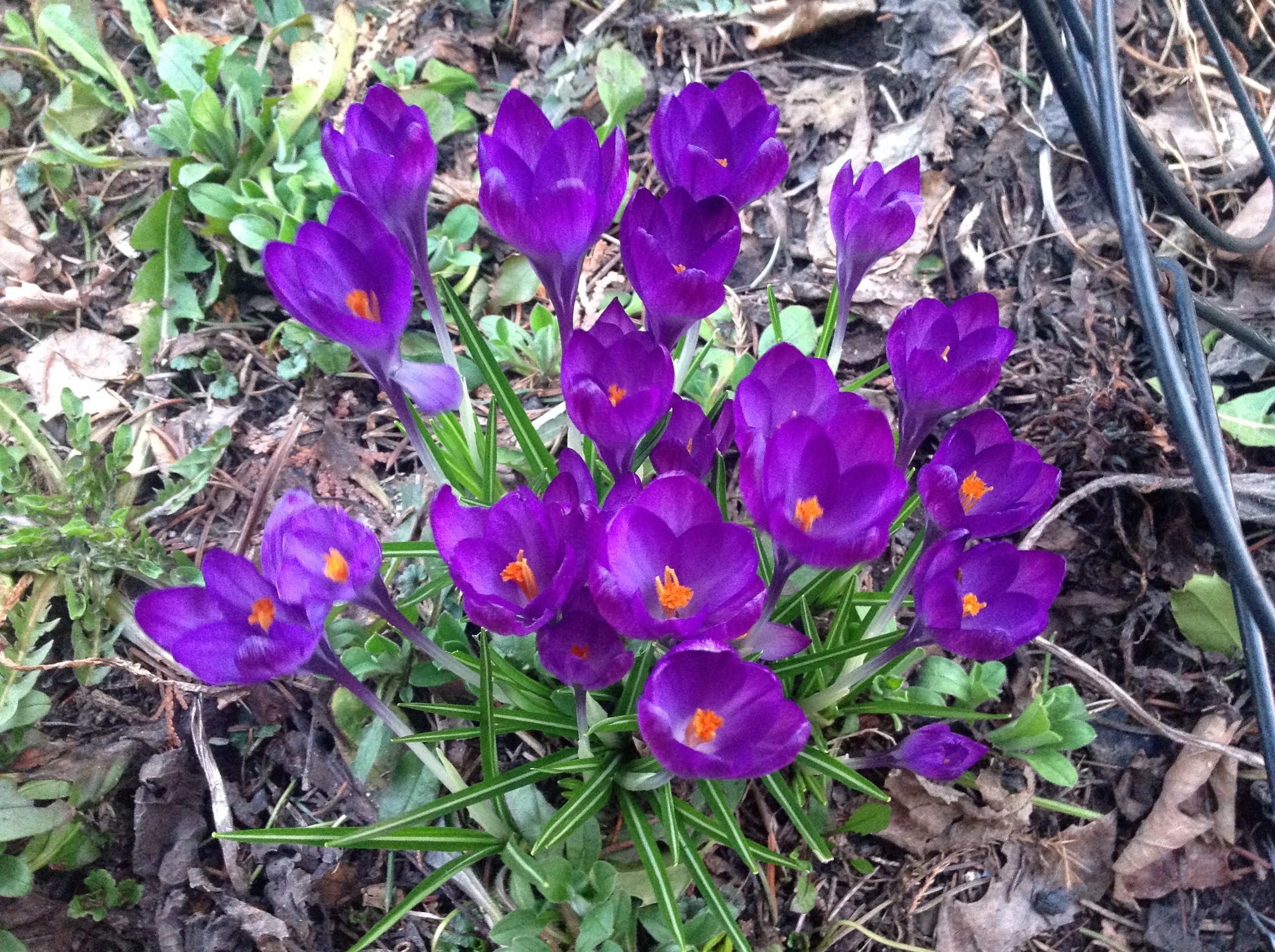 First Crocuses