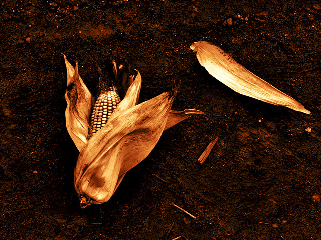 corn_husk