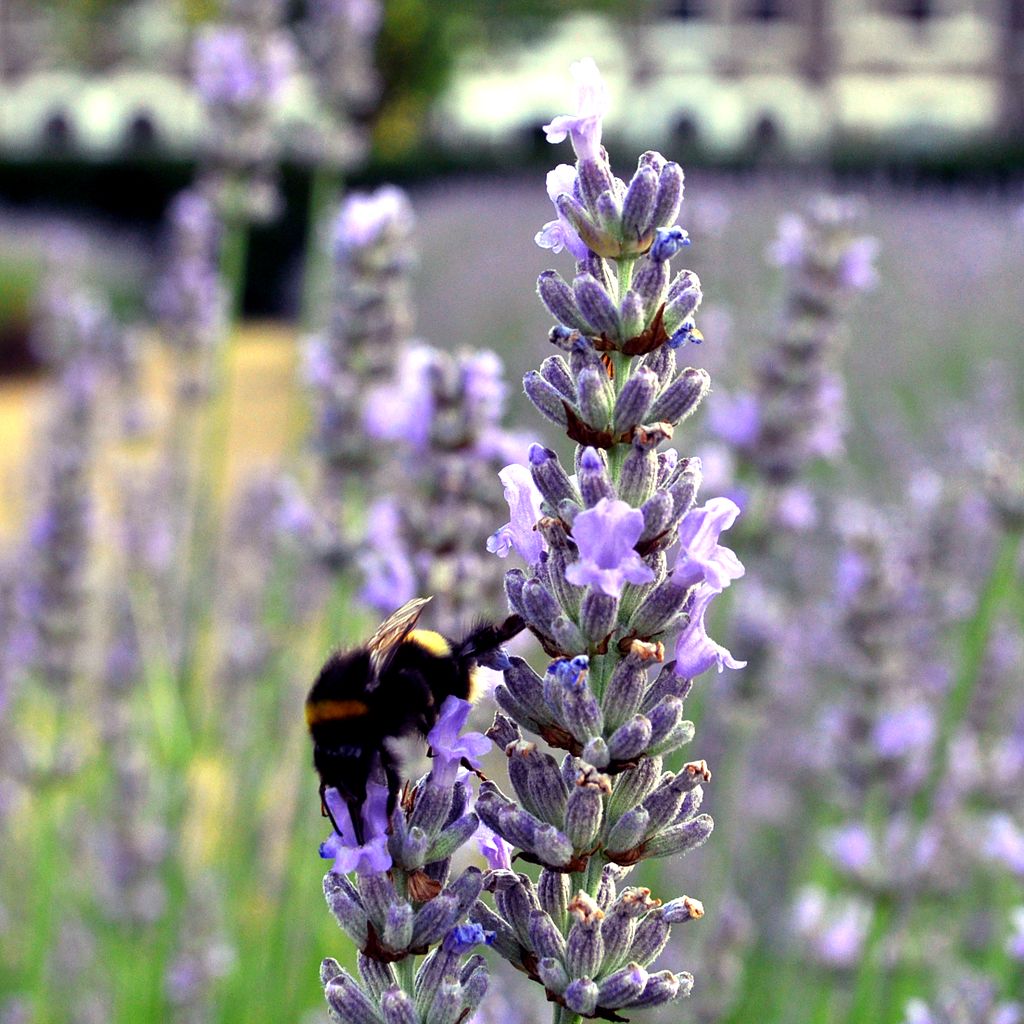 a_bee_drinking_nectar_in_a_lavender_garden