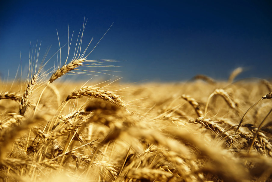 wheat_fields