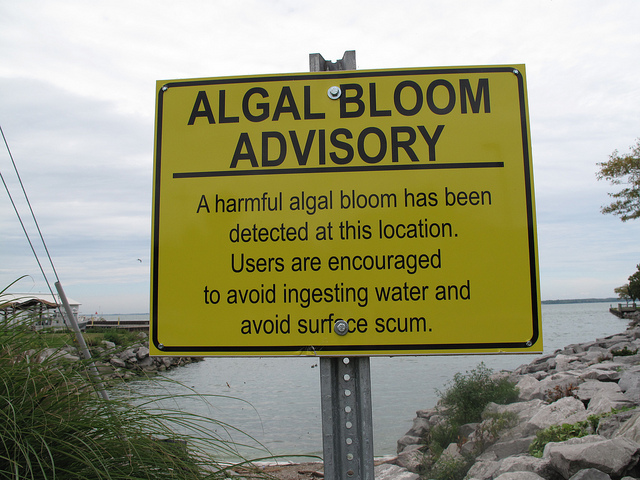 algal_bloom_sign